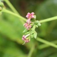 Anacardium occidentale L.